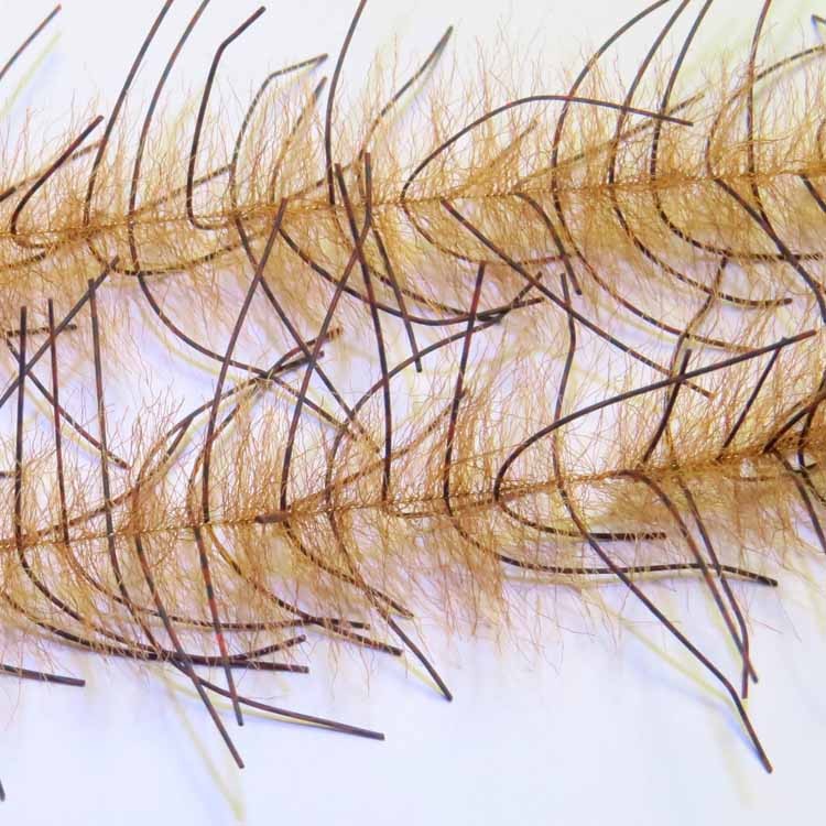 Living leg crustacean brush - Image 3