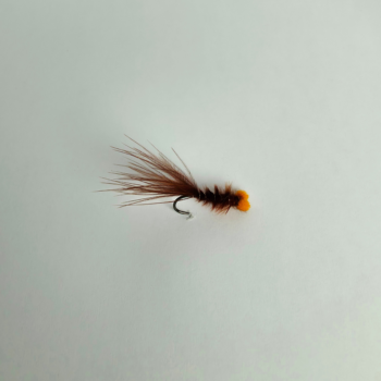 Orange eye damsel